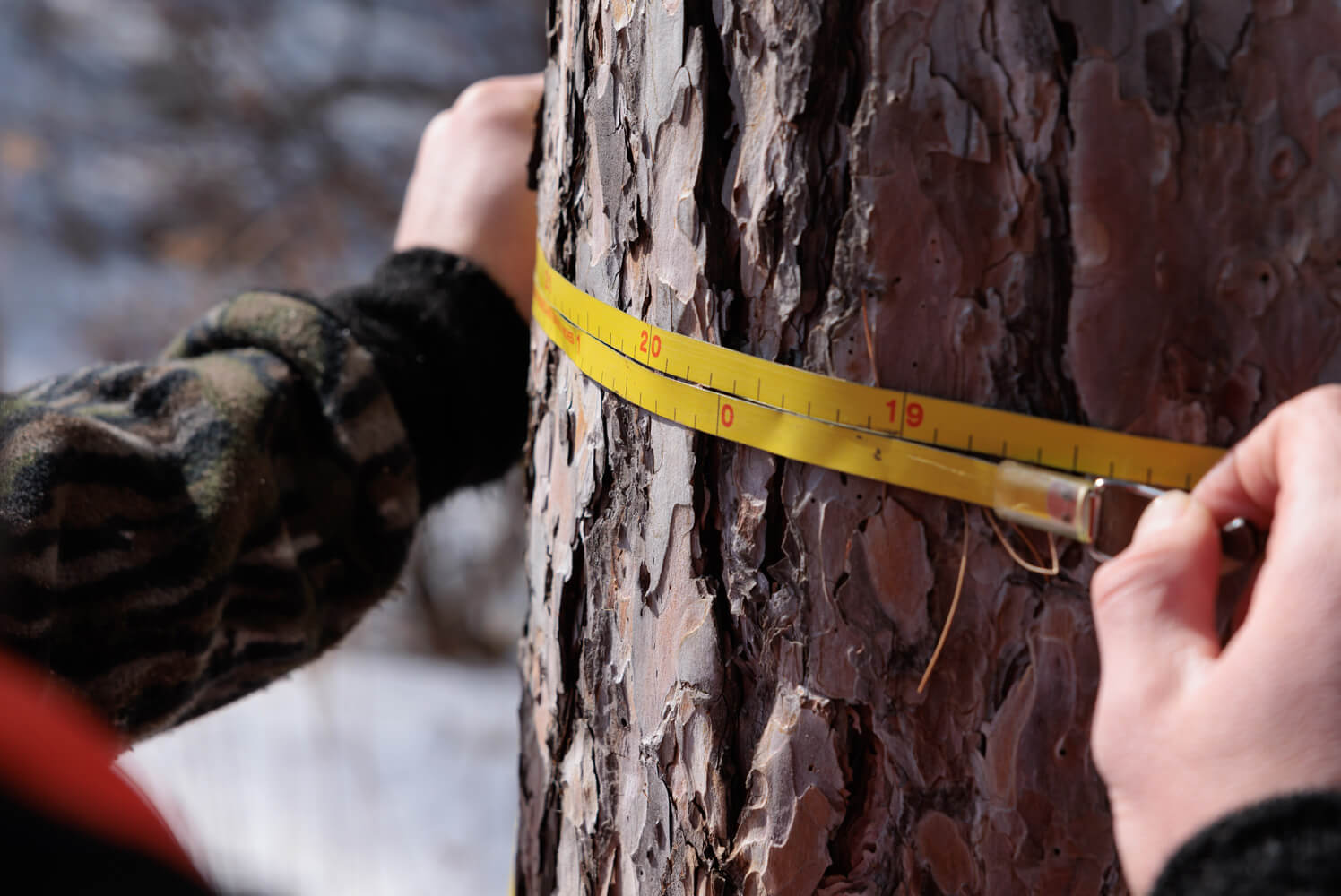 Students measure a tree's diameter.