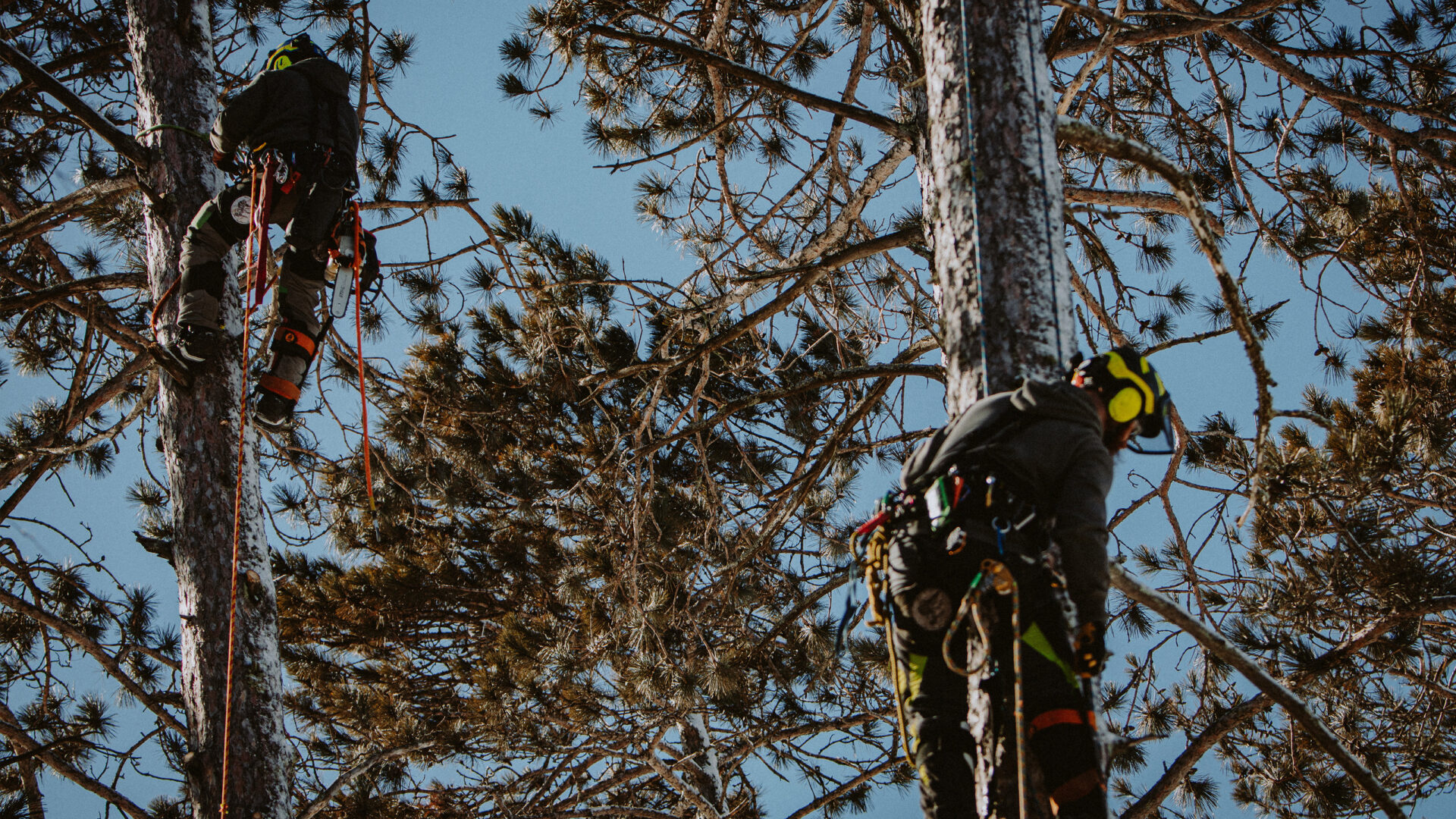 two men scaling trees